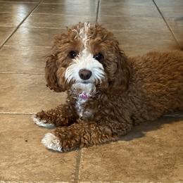 Lady - Cavapoo