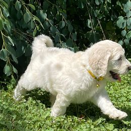 Goldendoodle Puppies from Sunnyside Botanical