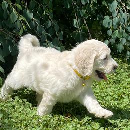 Goldendoodle Puppies from Sunnyside Botanical