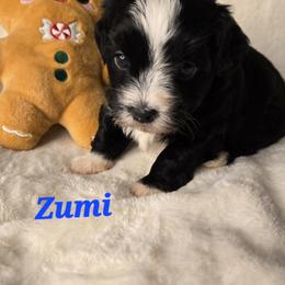 Zumi - Black and white female Havanese puppy in Trinity, Alabama from Tooties Cuties Havanese