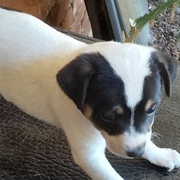 Rocket (Reserved) - White black and tan Rat Terrier puppy in Modesto, Carlsbad, Ca, California from rosebud terriers