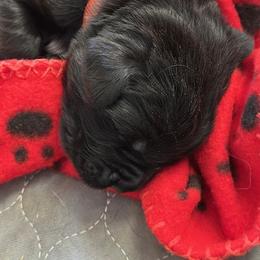 Girl 2 - AKC Registered Dark Pink - Black female Newfoundland puppy in Marshall, Missouri from Majestic Gentle Giants