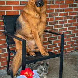German Shepherd and Golden Retriever All Grown Up from A&K Elite Kennel’s