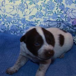 Carl - Blue speckled male Australian Cattle Dog puppy in Casa Grande, Arizona from Sonoran Dogz