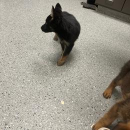 Diva - Black and tan female German Shepherd puppy in Youngsville, North Carolina from Di casa Esperanza