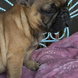 Bulldogs and French Bulldogs from Bulldog Chronicles