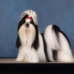 Tsunami - Shih Tzu