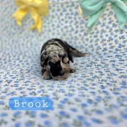 Brook - male Cavapoochon puppy in Bullard, Texas from Cavapoochon Central LLC