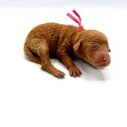 Pixie - Apricot female Goldendoodle puppy in Mount Pleasant, Tennessee from Doodle My Heart