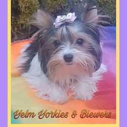 Garl - Black tan and white Biewer Terrier puppy in Yelm, Washington from Yelm Biewers