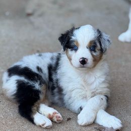 Blue merle male 2 - Blue merle male Australian Shepherd puppy in Martinsville, Virginia from KT’s Aussies
