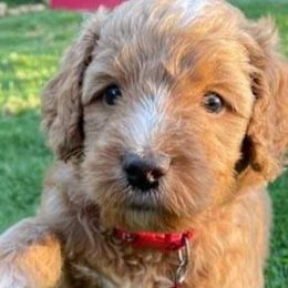 Oakley - Labradoodle puppy in Statesville, North Carolina from Labradoodles of the Foothills