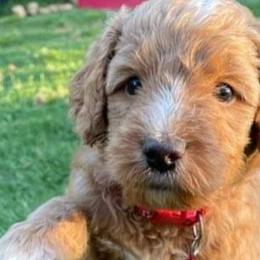 Oakley - Labradoodle puppy in Statesville, North Carolina from Labradoodles of the Foothills