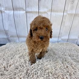 Firework (AKC) - Red  male Poodle puppy in Riverside, California from Red Toy Poodle World