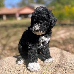 Ashe - Black female Goldendoodle puppy in Pittsburg, Texas from Grace Springs Goldendoodles
