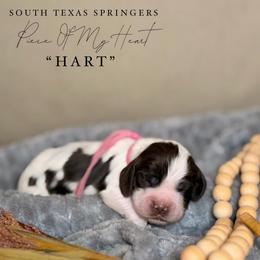 Hart - Liver white and roan male English Springer Spaniel puppy in Brownsville, Texas from South Texas Springers