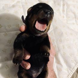 Rottweiler Puppies from Vom Arnold-Hause Rottweilers
