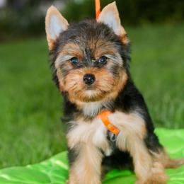 Delightful Girl - Black and gold female Yorkshire Terrier puppy in Stanton, California from Essence of Grace Yorkies