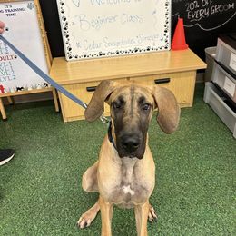 Great Dane All Grown Up from High Point Mountain Danes