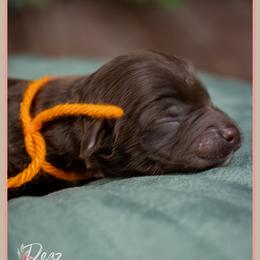 Pete - Brown male Cockapoo puppy in Connersville, Indiana from Deaz Doodle Ranch