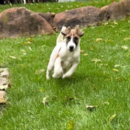 Smooth Fox Terrier puppies from Misty Hollow