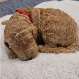 Joy (Red Collar) - Apricot female Goldendoodle puppy in Lincoln, California from Lincoln Goldendoodles