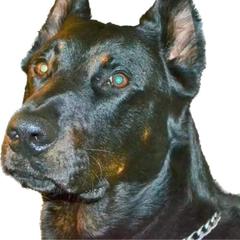 Beauceron Puppies from Beaucerons De La Valle Katahdin