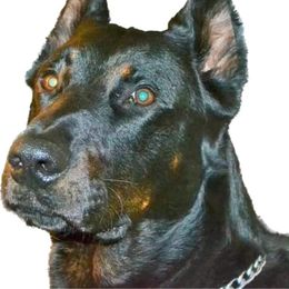 Beauceron Puppies from Beaucerons De La Valle Katahdin