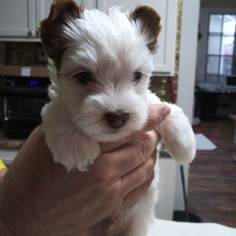 Yorkshire Terrier Puppies from Dare to Dream Yorkies