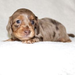 Addy - Dapple female Dachshund puppy in Fairfax, Iowa from Grayson’s Lovable Dachshunds