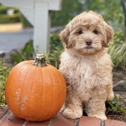 Australian Labradoodles from Golden Gate Australian Labradoodles