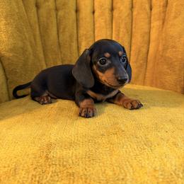 Raven - Black and tan male Dachshund puppy in China Grove, North Carolina from River Bloom Mini Dachshunds