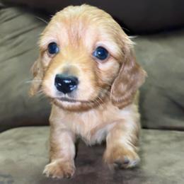 Caroline (RUSSIAN LINES) - Red female Dachshund puppy in Goldthwaite, Texas from Mini Mama Dachshunds