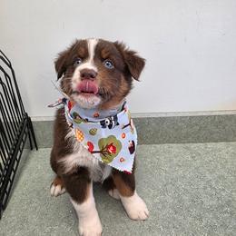 Blaze - Red tri-color male Australian Shepherd puppy in Oak Ridge, Missouri from Myers Farm Aussies