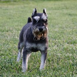 Miniature Schnauzer puppies from Ashley Martinez