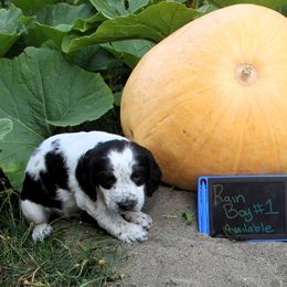 Boy 1 - Black and white male English Springer Spaniel puppy in Bremerton, Washington from Huntin' Buddies