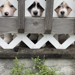 Australian Shepherd Puppies from Mezzo Australian Shepherds