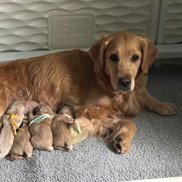 Boy 2 - male Golden Retriever puppy in Oklahoma City, Oklahoma from Shire Springs Kennels