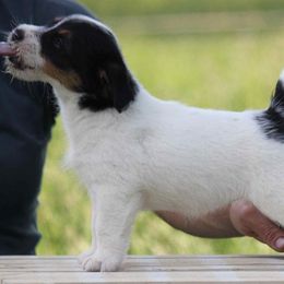 Russell Terrier Puppies from Blue Bass Kennel