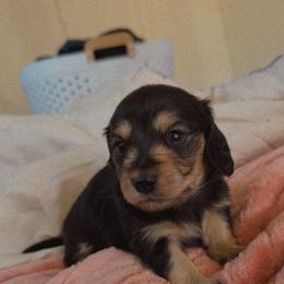 Black and cream boy 2 - Black and cream male Dachshund puppy in Montrose, Colorado from Dachshund Delights Co