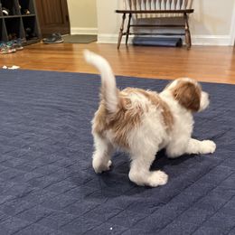 Goldendoodle Puppies from Cali Doodles