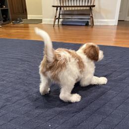 Goldendoodle Puppies from Cali Doodles