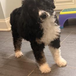 Moxi - Black and white female Aussiedoodle puppy in Lavonia, Georgia from H & A Kennels