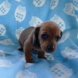 Poppy - Dapple female Dachshund puppy in Opelika, Alabama from Dachshund Darlins