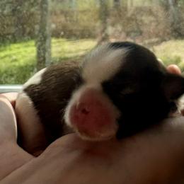 Steve - Tricolor male Shih Tzu puppy in Skipperville, Alabama from Nay Nay’s Babies