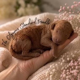 Coming soon - Phantom female Poodle puppy in Spring Hills, Florida from The Olympus Standard Poodle