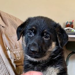 German Shepherds from Rockin’ B German Shepherds