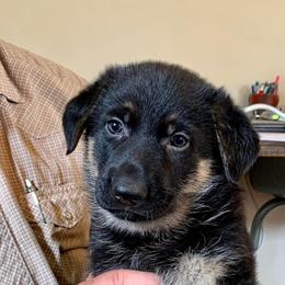 German Shepherds from Rockin’ B German Shepherds
