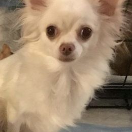 Chihuahuas from Bravura Chihuahuas
