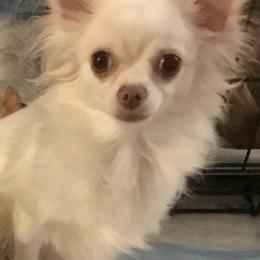 Chihuahuas from Bravura Chihuahuas